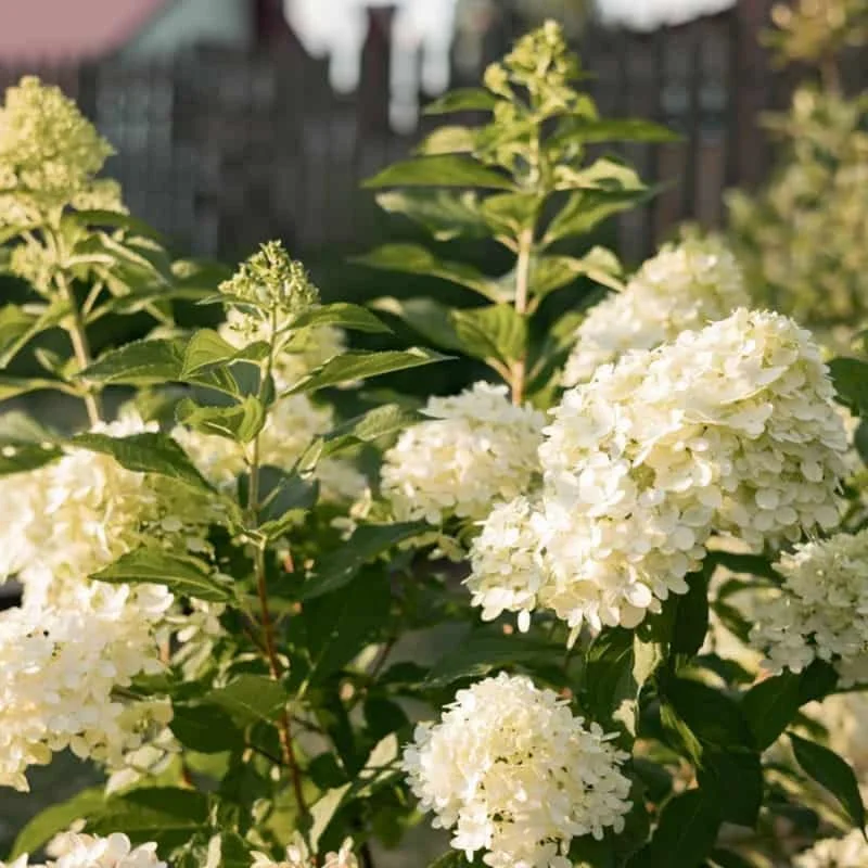 Change Color Hydrangea Live Plant - White to Pink Blooms, 2.5 Inch Pot, Outdoor Shrub - Image 7