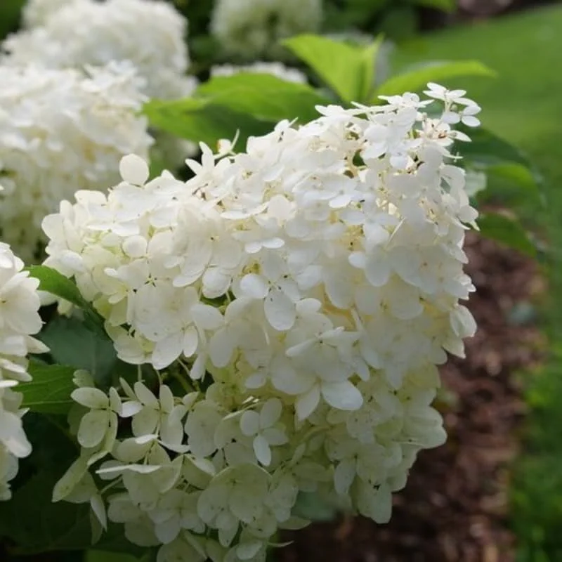 Change Color Hydrangea Live Plant - White to Pink Blooms, 2.5 Inch Pot, Outdoor Shrub - Image 8