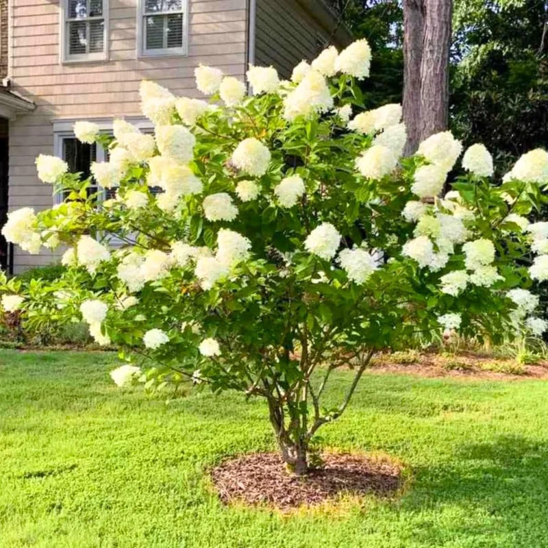 Change Color Hydrangea Live Plant - White to Pink Blooms, 2.5 Inch Pot, Outdoor Shrub - Image 1