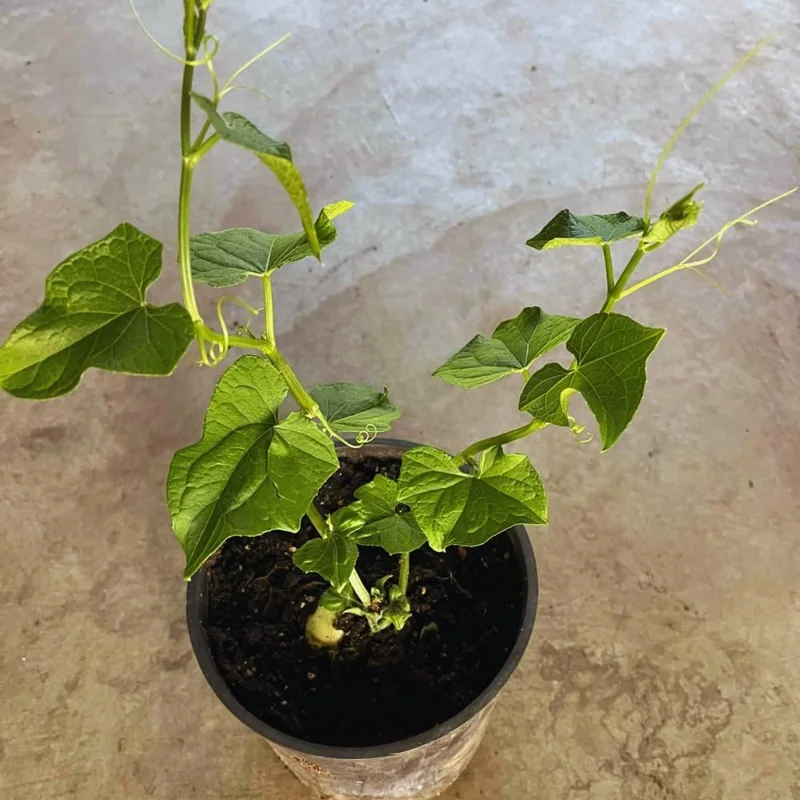 Chayote Squash Live Plant - 7-9 Inches Tall, Gallon Pot, Vegetable Plants - Image 2