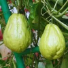 Chayote Squash Live Plant - 7-9 Inches Tall, Gallon Pot, Vegetable Plants - Image 1