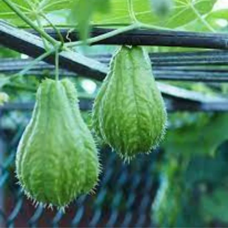 Chayote Squash Live Plant – Gallon Pot, 7-10 Inches Tall, Vegetable Vine - Image 2