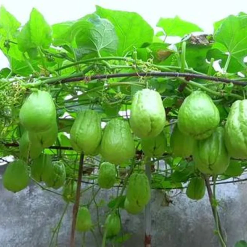 Chayote Squash Live Plant (Sechium edule) - 7-9 Inch Tall in Gallon Pot - Image 2