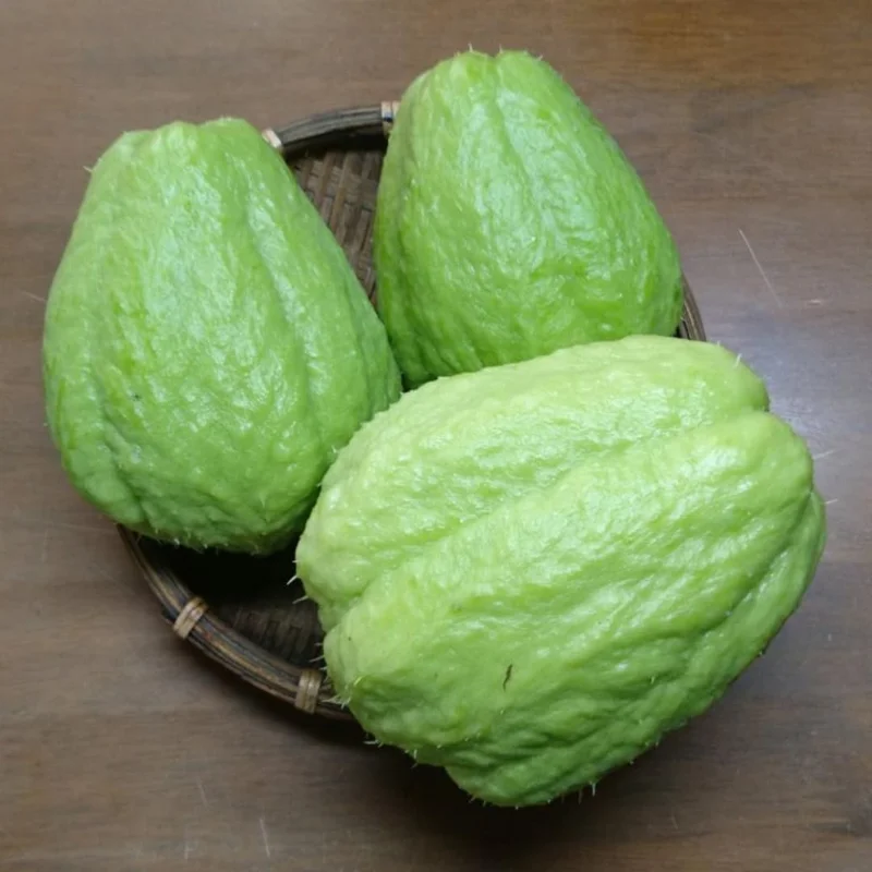 Chayote Squash Live Plant (Sechium edule) - 7-9 Inch Tall in Gallon Pot - Image 1