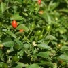 Chiltepin Pepper Live Plants - 2 Seedlings, 4-6 Inch Tall, Outdoor Chili - Image 1
