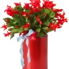 Christmas Cactus Live Plant 4" Pot – Houseplant Holiday Blooms Indoor Zygocactus - Image 1