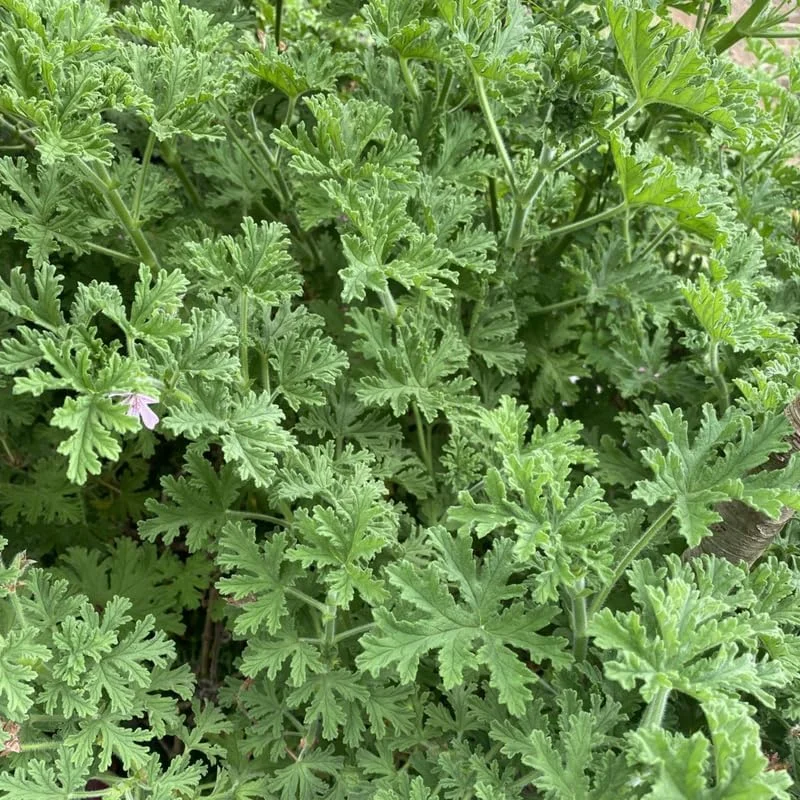 Citronella Live Plant 2-Pack - Perennial Fragrant Herb - 4-6 inch Tall in 4 inch Pots - Indoor/Outdoor - Image 1