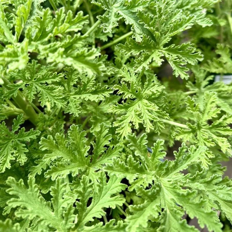 Citronella Live Plant - 4 Inch Pot - Fragrant Indoor & Outdoor Herb - Image 2
