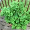 Citronella Live Plant - 4 Inch Pot - Fragrant Indoor & Outdoor Herb - Image 1