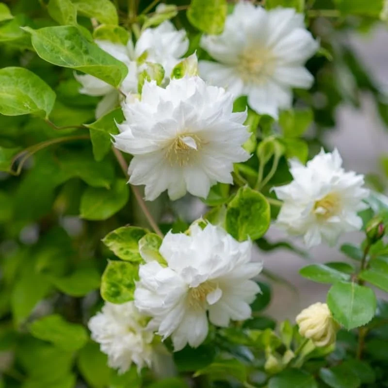 Clematis Vine Plant - Live Perennial Climber, Dark Purple, 2.5 Inch Pot, Outdoor - Image 2