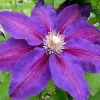 Clematis Vine Plant - Live Perennial Climber, Dark Purple, 2.5 Inch Pot, Outdoor - Image 1