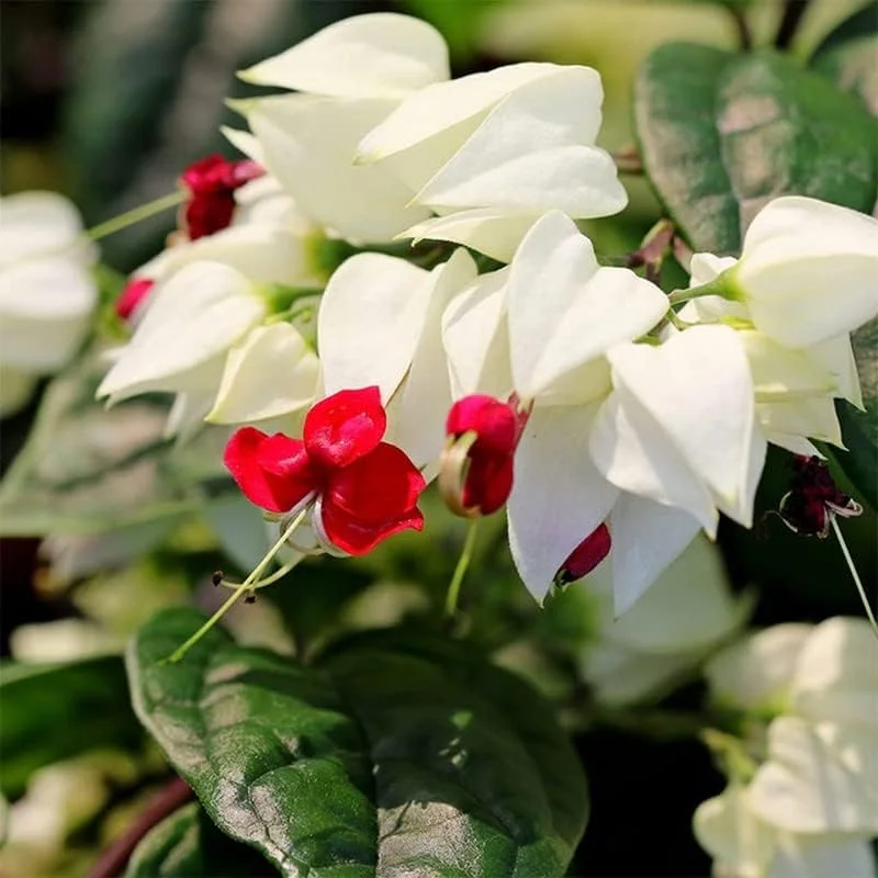 Clerodendrum Bleeding Heart Vine Live Plant - Purple & Red Blooms, 5 Inch Pot, Perennial - Image 2