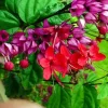 Clerodendrum Bleeding Heart Vine Live Plant - Purple & Red Blooms, 5 Inch Pot, Perennial - Image 1