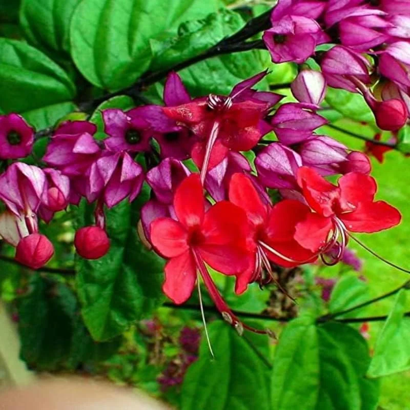 Clerodendrum Bleeding Heart Vine Live Plant - Purple & Red Blooms, 5 Inch Pot, Perennial - Image 1
