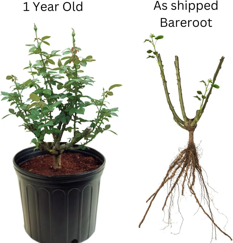 Climbing Rose Bush Live Plant - Bareroot with Soil, 7-10 Inch Tall, Fragrant Delight Rose, Outdoor - Image 4