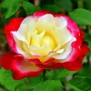 Climbing Rose Bush Live Plant - Delight Rose, Fragrant Flowers, Bareroot with Soil, 7-10 Inch Tall, USDA Zones 6-10 - Image 1