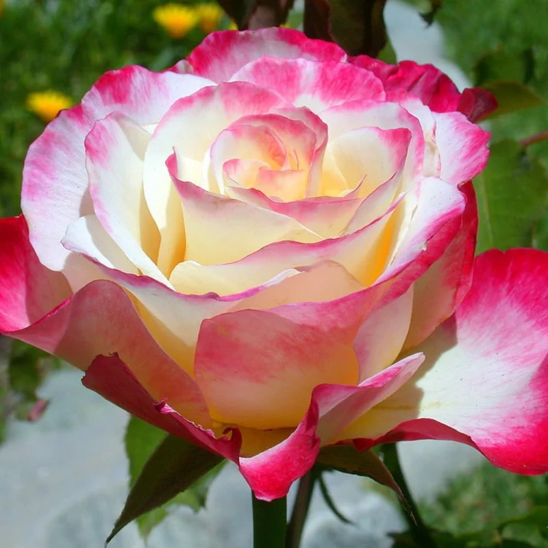 Climbing Rose Bush Live Plant - Fragrant Heirloom Rose, Bareroot with Soil, 7-10 Inch Tall, Outdoor - Image 6