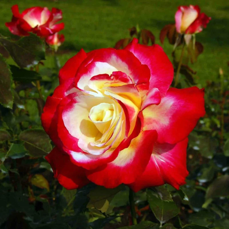 Climbing Rose Live Plant - Delight Rose Shrub 7-10 Inch Tall Bareroot Fragrant Flowers - Image 5