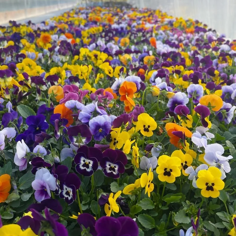 Colorful Pansies Live Plants - 5 Mix, 4 Inch Potted Flowers for Outdoor Planting - Image 2