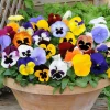 Colorful Pansies Live Plants - 5 Mix, 4 Inch Potted Flowers for Outdoor Planting - Image 1