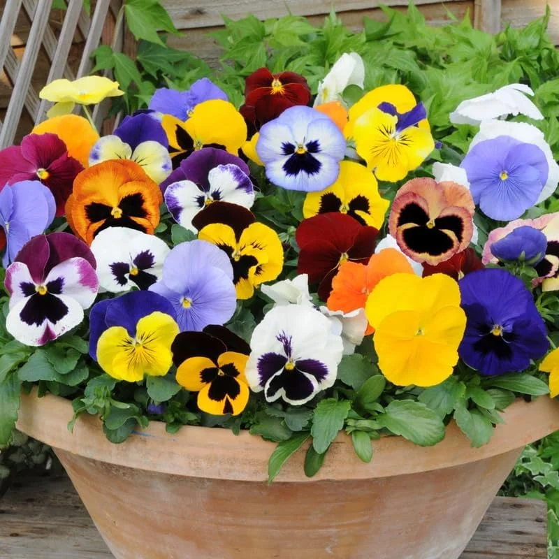 Colorful Pansies Live Plants - 5 Mix, 4 Inch Potted Flowers for Outdoor Planting - Image 1