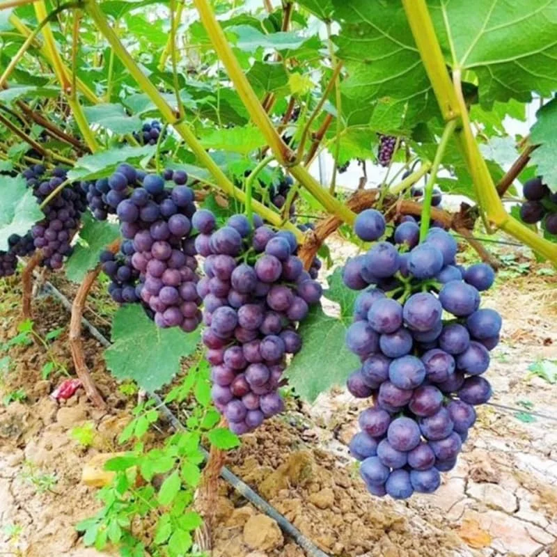 Concord Grape Vine Live Plant - 1-2 Years Old, Cold Hardy Fruit - Image 2