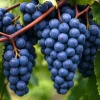 Concord Grape Vine Live Plant - 1-2 Years Old, Cold Hardy Fruit - Image 1