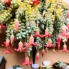 Cotyledon Pendens Succulent Live Plant – Trailing Houseplant in 2 Inch Pot – Indoor - Image 1