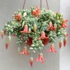 Cotyledon Pendens Succulent Live Plant - Trailing Houseplant, 4 Inch Pot - Image 1