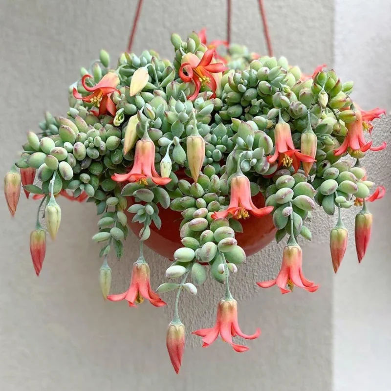 Cotyledon Pendens Succulent Live Plant - Trailing Houseplant, 4 Inch Pot - Image 1