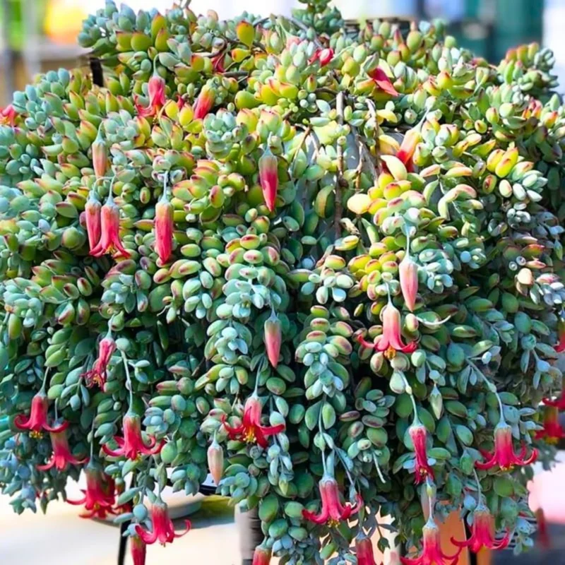 Cotyledon Pendens Succulent Live Plant – Trailing Houseplant in 2 Inch Pot – Indoor - Image 2