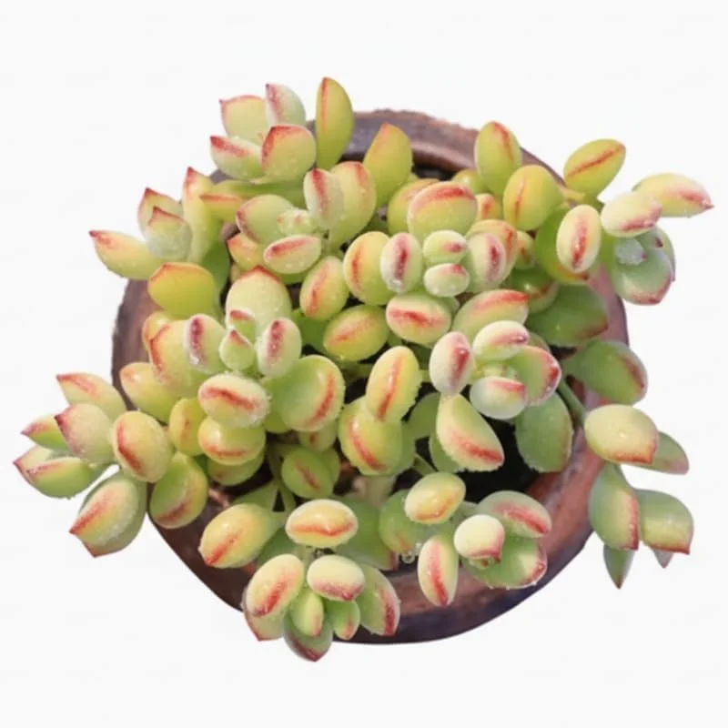 Cotyledon Pendens Trailing Succulent Live Plant – 4-Inch Pot – Indoor Houseplant - Image 2
