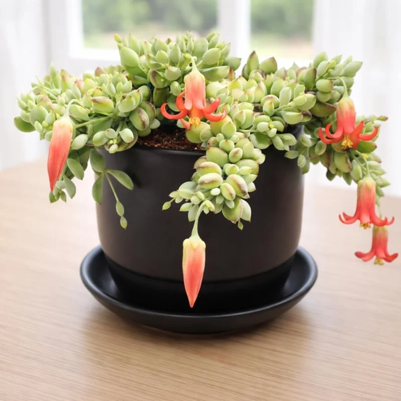 Cotyledon Pendens Trailing Succulent Live Plant – 4-Inch Pot – Indoor Houseplant - Image 1