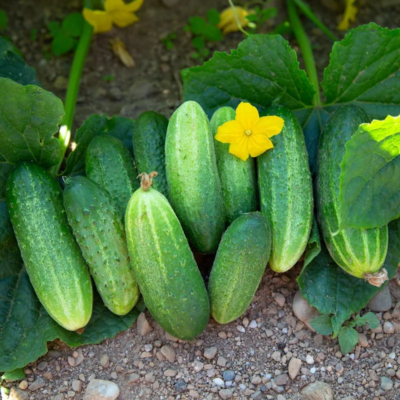 Cucumber Live Plants (2-Pack) - 3-5 in Tall, 4 in Pot, Outdoor Ready - Image 2