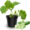 Cucumber Live Plants (2-Pack) - 3-5 in Tall, 4 in Pot, Outdoor Ready - Image 1