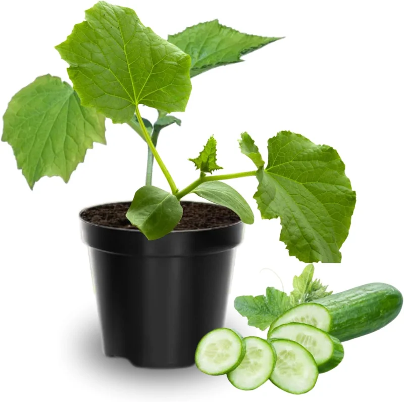 Cucumber Live Plants (2-Pack) - 3-5 in Tall, 4 in Pot, Outdoor Ready - Image 1
