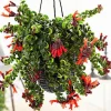 Curly Lipstick Plant Live - Aeschynanthus Radicans 'Curly' - 3 Inch Pot Indoor - Image 1