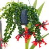 Curly Lipstick Plant Live - Aeschynanthus Twister Vine, Red Flowers in 3 Inch Pot - Image 1