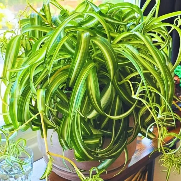 Curly Spider Plant Live 4 Inch Pot - Bonnie Houseplant Indoor Trailing Vine - Image 2