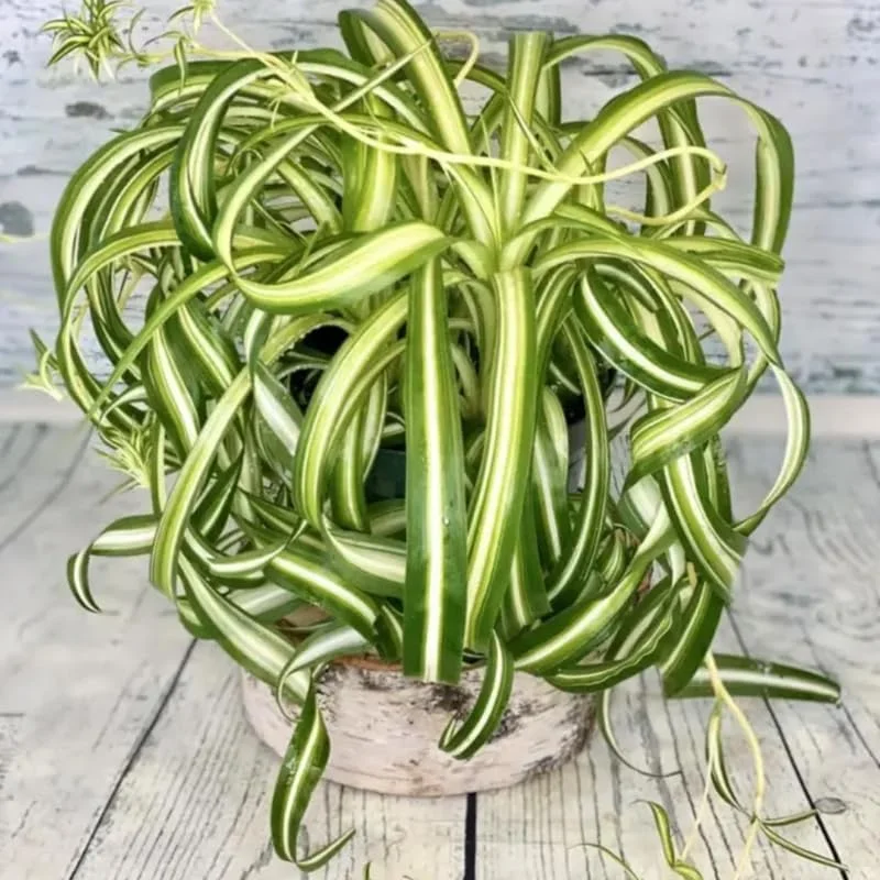 Curly Spider Plant Live 4 Inch Pot - Bonnie Houseplant Indoor Trailing Vine - Image 1