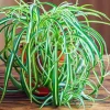 Curly Spider Plant Live Houseplant – 4 Inch Pot – Easy Care Indoor/Outdoor Decor - Image 1