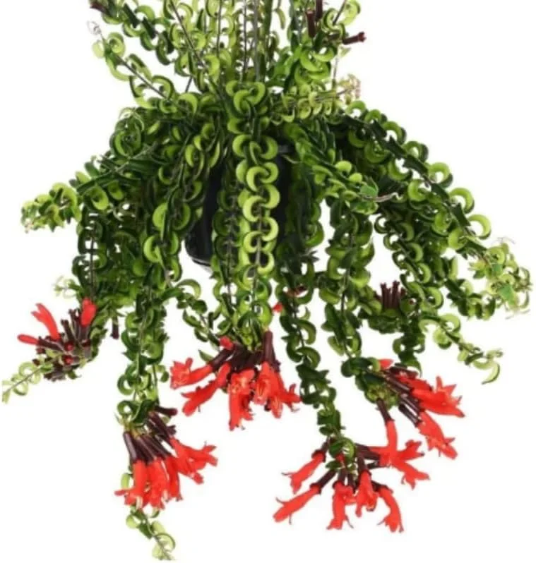 Curly Twister Lipstick Plant Live Houseplant, 3-5" Tall Aeschynanthus Radicans, Red Flowers, Indoor/Outdoor - Image 2