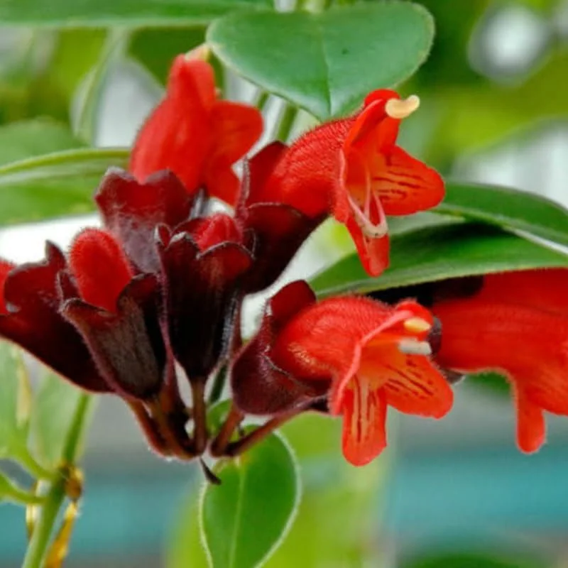 Curly Twister Lipstick Plant Live Houseplant, 3-5" Tall Aeschynanthus Radicans, Red Flowers, Indoor/Outdoor - Image 4