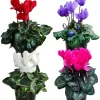 Cyclamen Live Plant - Hardy Indoor Flowering Houseplant in 4" Pot, Mixed Colors - Image 1