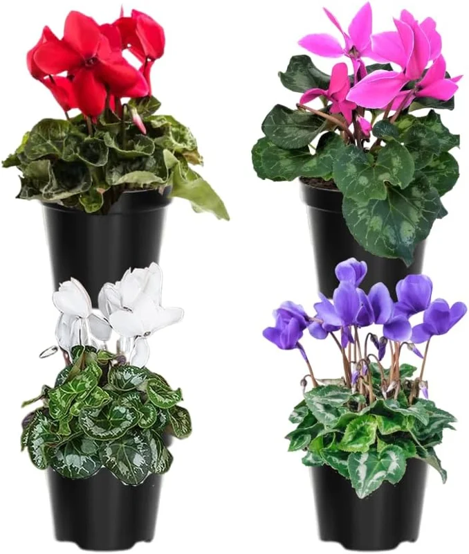 Cyclamen Live Plant – White Blooms – 4 inch Pot – Indoor Houseplant - Image 3