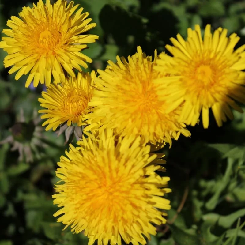 Dandelion Live Plant - 4 Inch Pot, 3-6 Inch Tall Yellow Flower Outdoor Garden Starter - Image 2