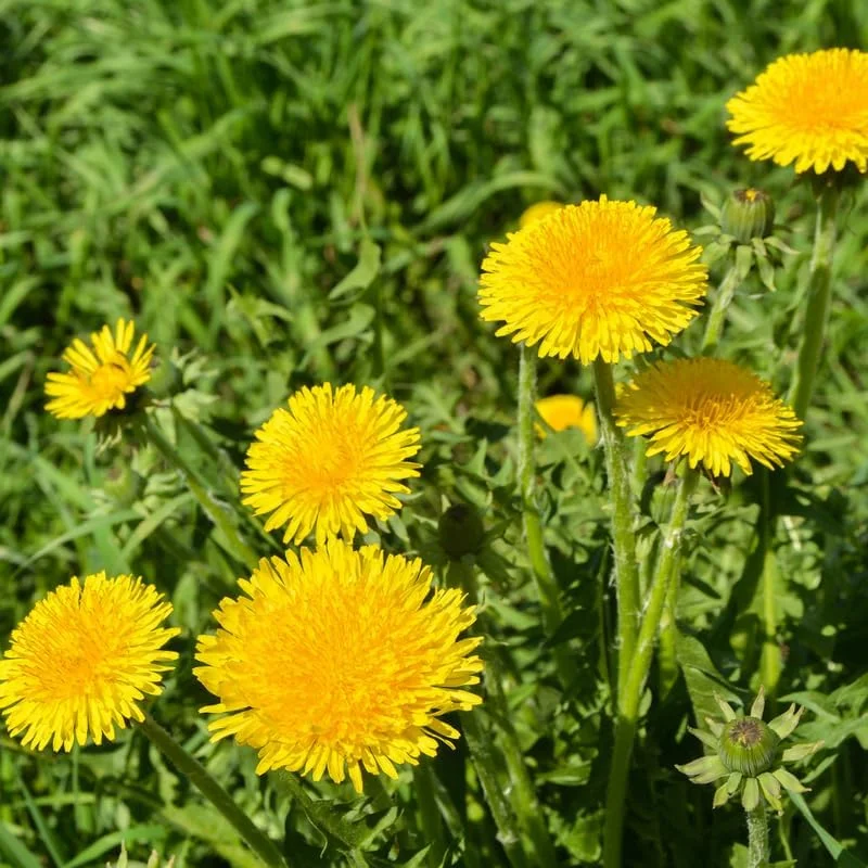 Dandelion Live Plant - 4 Inch Pot, 3-6 Inch Tall Yellow Flower Outdoor Garden Starter - Image 1