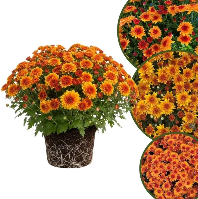 Dark Purple Chrysanthemum Live Plant, 4-7 Inch Tall Perennial Mum, Outdoor - Image 2