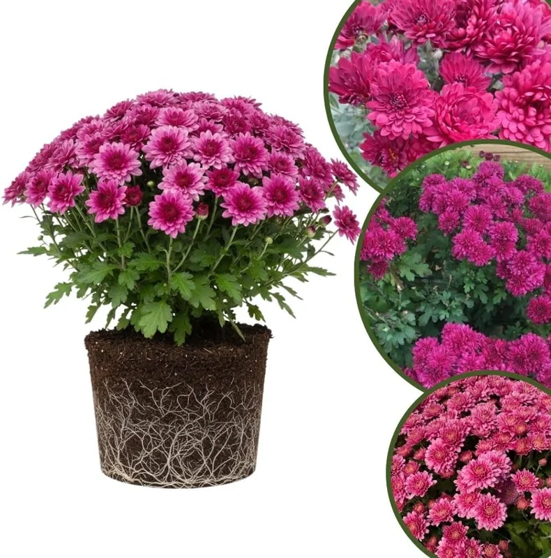 Dark Purple Chrysanthemum Live Plant, 4-7 Inch Tall Perennial Mum, Outdoor - Image 3