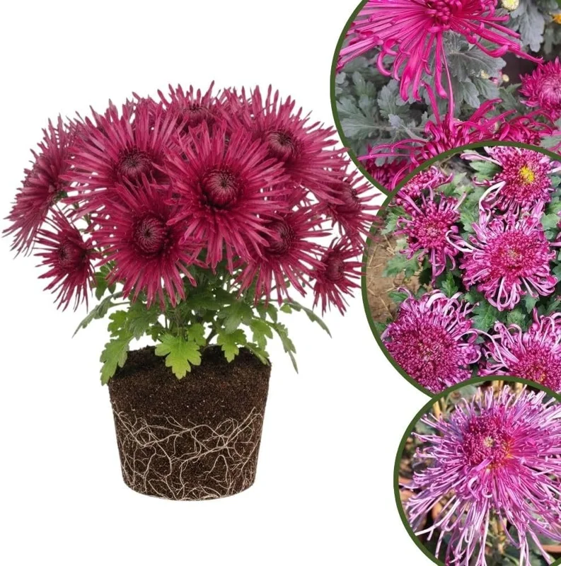 Dark Purple Chrysanthemum Live Plant, 4-7 Inch Tall Perennial Mum, Outdoor - Image 4